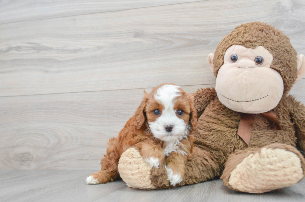 8 week old Cavapoo Puppy For Sale - Premier Pups