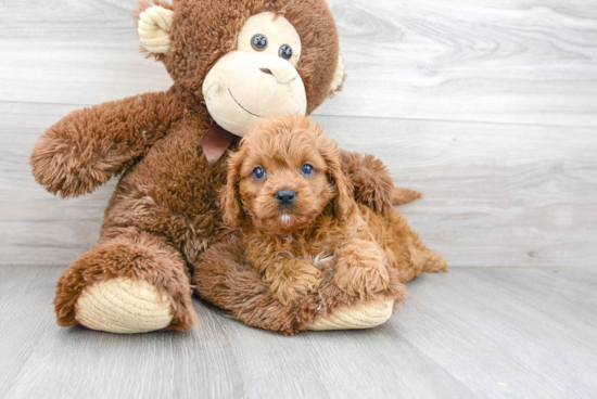 Cavapoo Puppy for Adoption