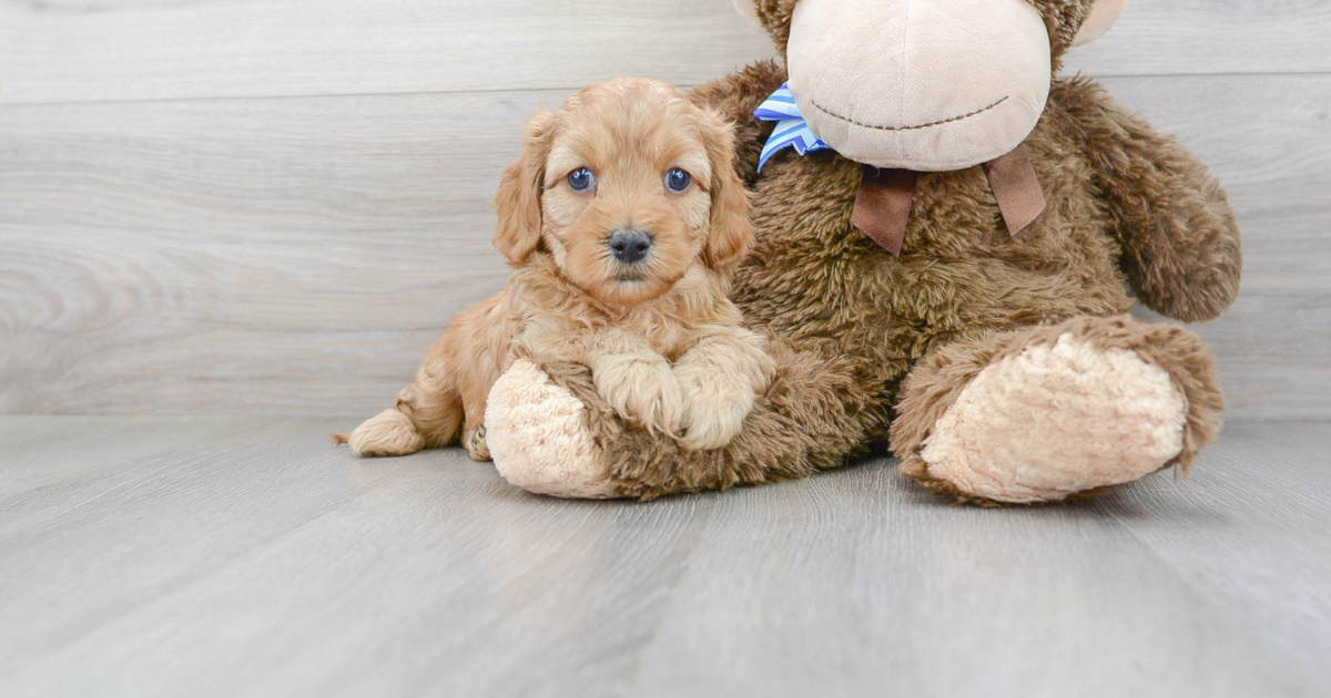 Popular Cavapoo Ruby: 3lb 6oz Doodle Puppy