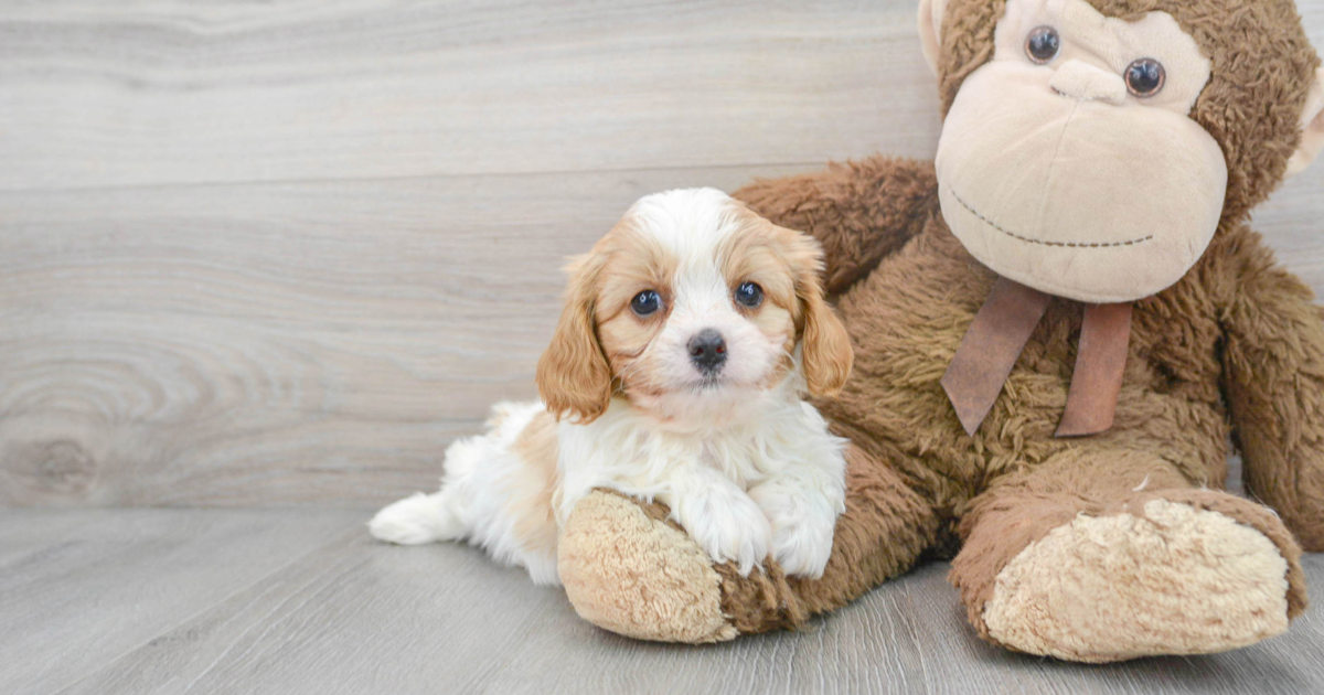 Popular Cavapoo Ruby: 3lb 4oz Doodle Puppy