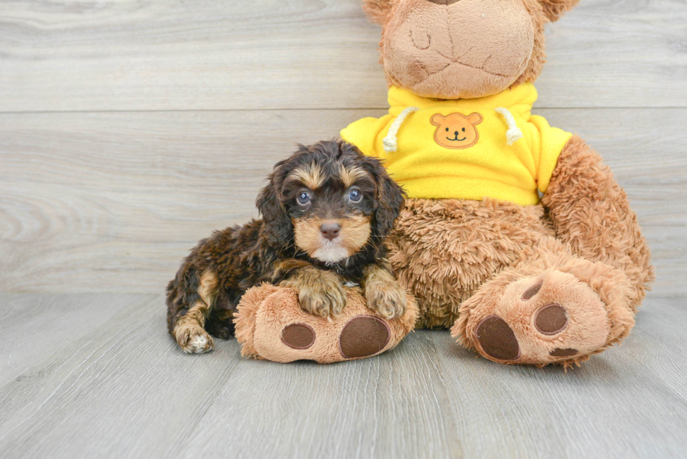 Friendly Cavapoo Sage: 4lb 4oz Doodle Puppy