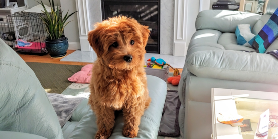 Cavapoo Size Guide: How Big Do Cavapoos Get?