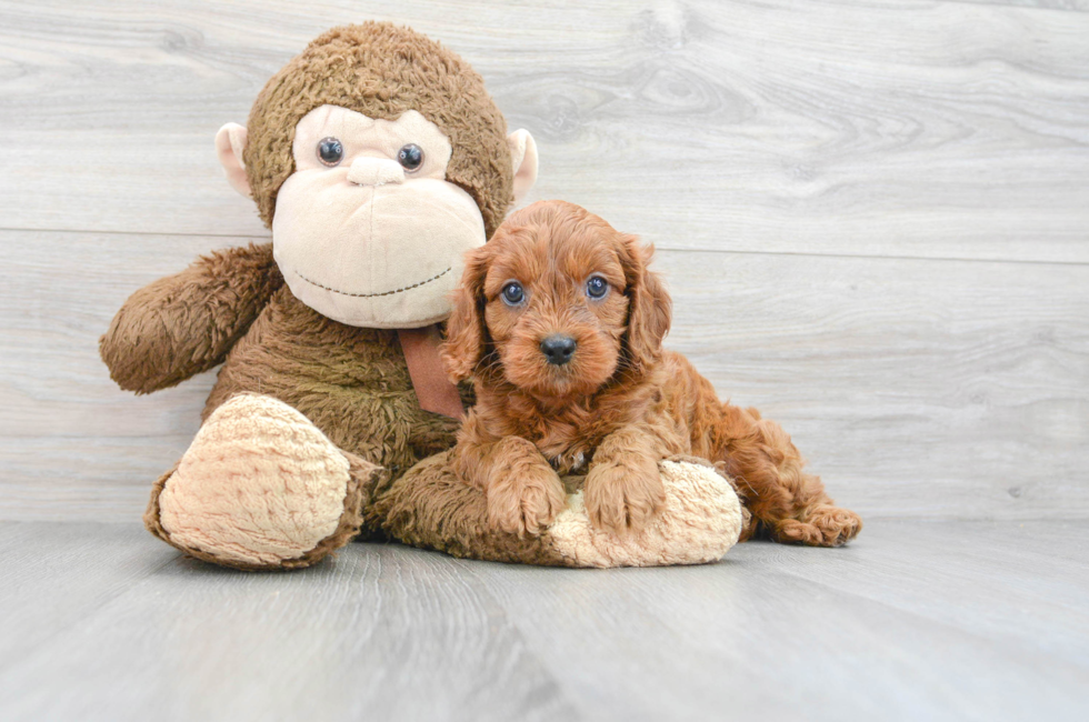 8 week old Cavapoo Puppy For Sale - Premier Pups