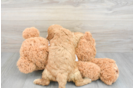 Hypoallergenic Cavoodle Poodle Mix Puppy