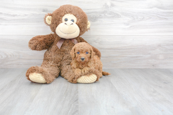 Friendly Cavapoo Baby