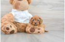 Cavapoo Pup Being Cute