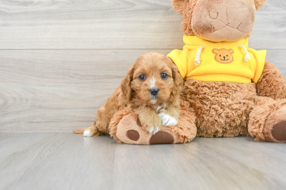 6 week old Cavapoo Puppy For Sale - Premier Pups