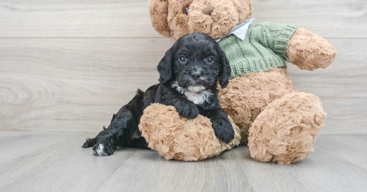 Smart Cavapoo Sydney: 5lb 9oz Doodle Puppy