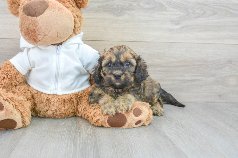 7 week old Cavapoo Puppy For Sale - Premier Pups