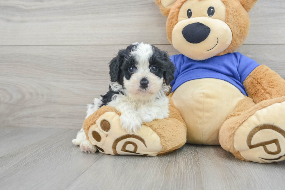 Friendly Cavapoo Baby