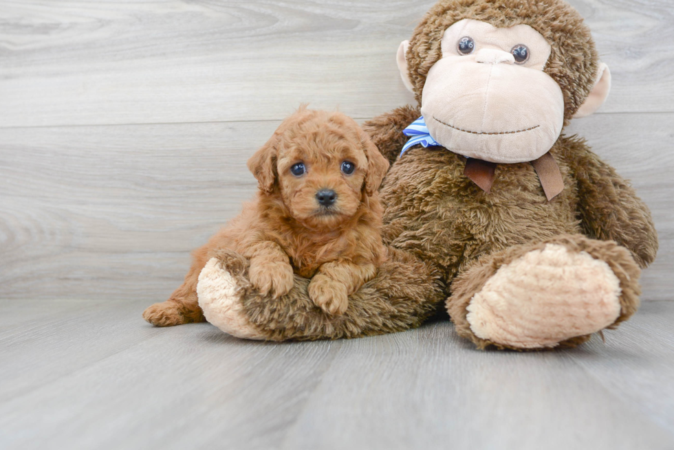 Meet Tater - our Cavapoo Puppy Photo 2/3 - Premier Pups