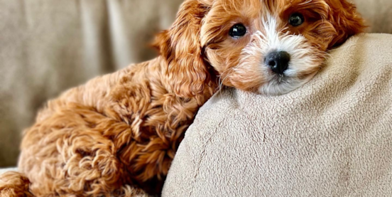 Everything You Need To Know About The Cavapoo’s Temperament
