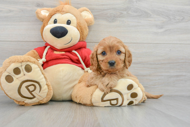Cavapoo Puppy for Adoption