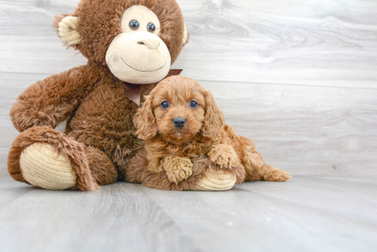 Cavapoo Puppy for Adoption