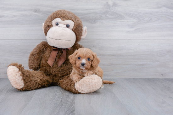 Energetic Cavoodle Poodle Mix Puppy