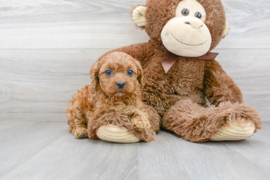 Best Cavapoo Baby