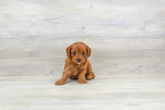 Cavapoo Puppy for Adoption