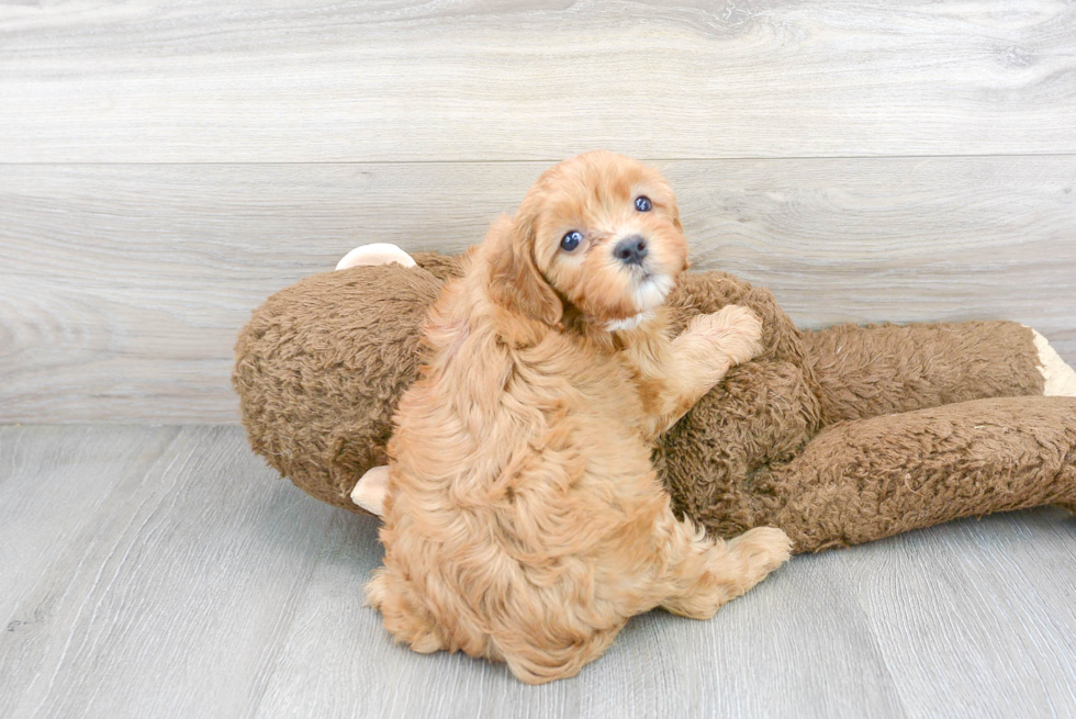 Meet Truly - our Cavapoo Puppy Photo 3/3 - Premier Pups