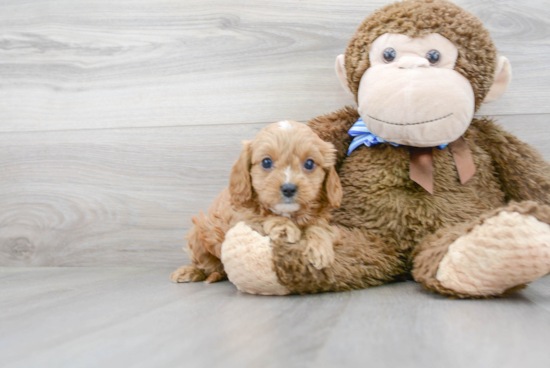 Playful Cavoodle Poodle Mix Puppy