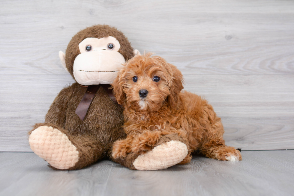 Playful Cavapoo Tyra: 4lb 14oz Doodle Puppy