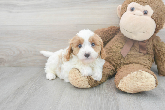 Happy Cavapoo Baby