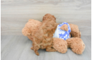 Petite Cavapoo Poodle Mix Pup