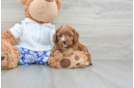 Playful Cavoodle Poodle Mix Puppy