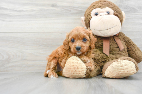 Happy Cavapoo Baby