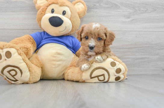 Petite Cavapoo Poodle Mix Pup