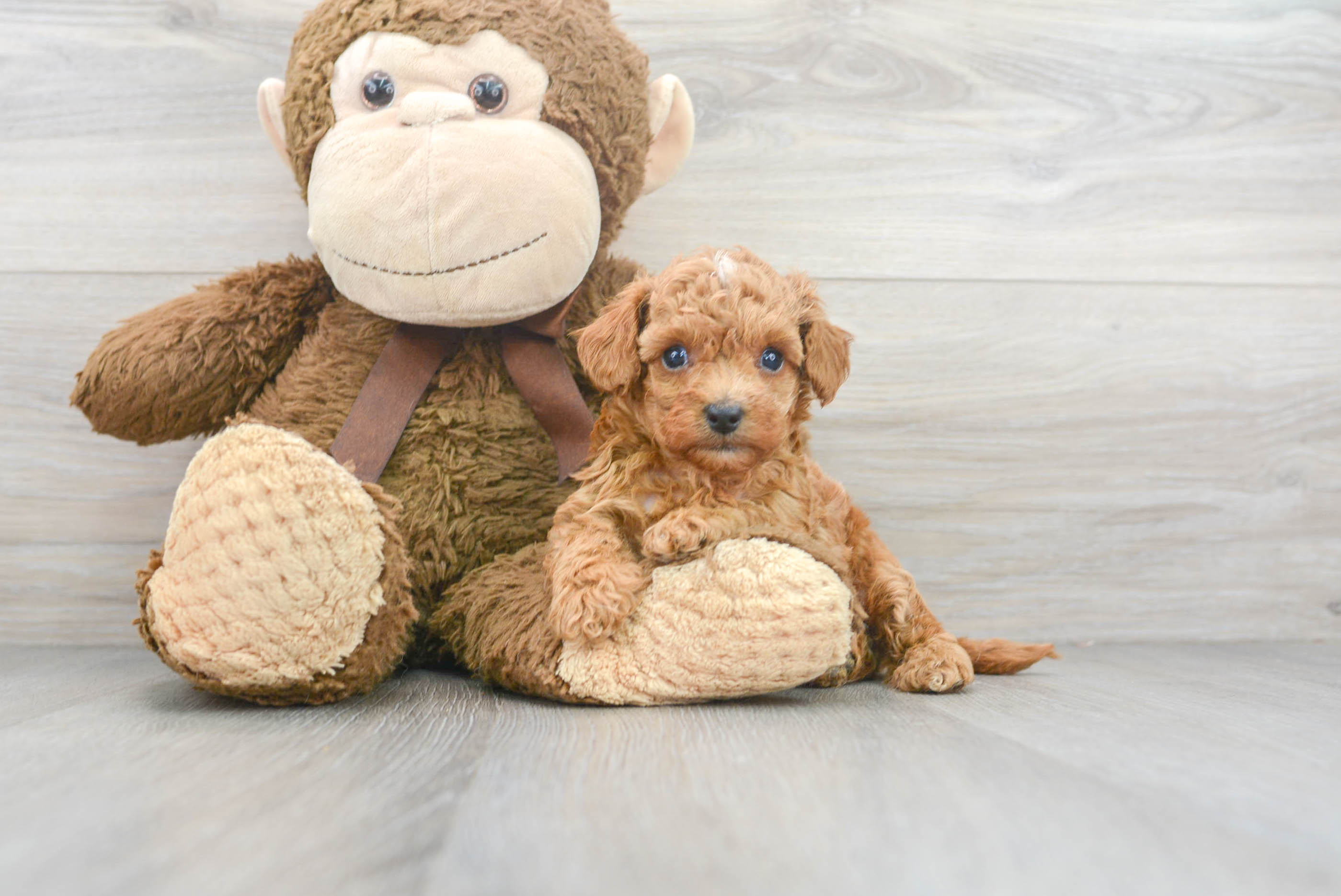 teddy bear cavapoo puppies for sale