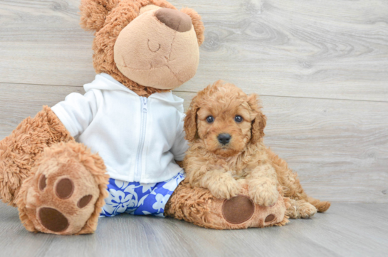 Cavapoo Pup Being Cute
