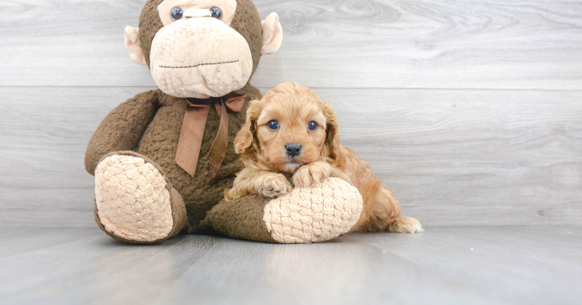 Adorable Cavapoo Voss: 4lb 6oz Doodle Puppy