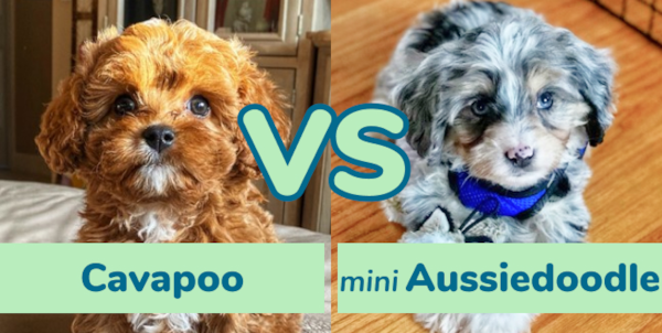 Cavapoo vs Mini Aussiedoodle - Complete guide - Premier Pups