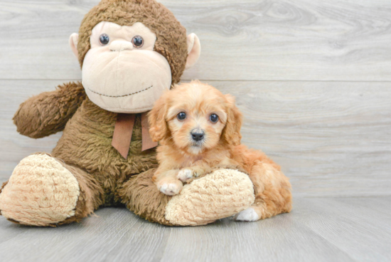 Best Cavapoo Baby