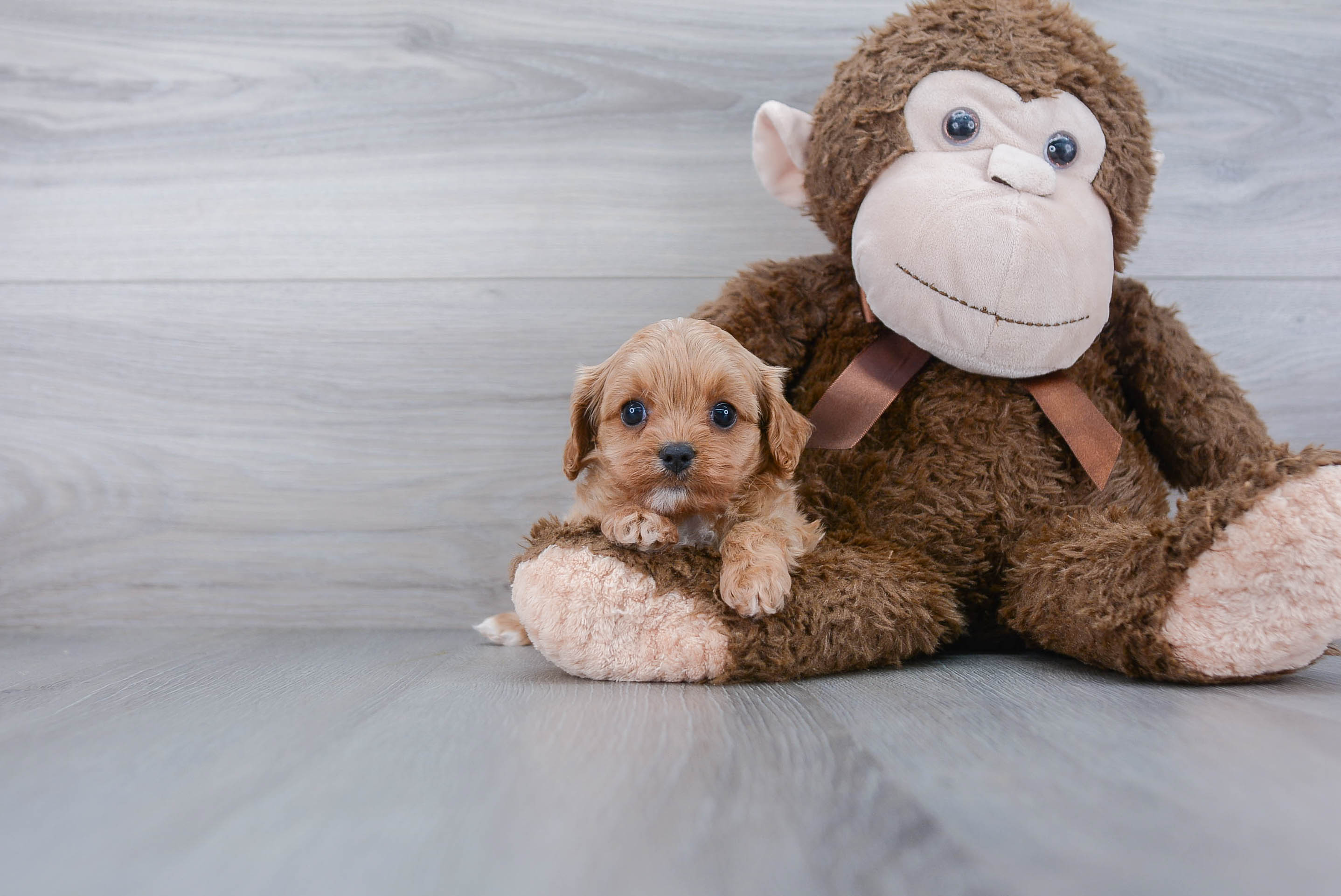 stuffed cavapoo