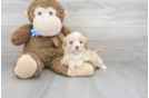 Meet Vuitton - our Cavapoo Puppy Photo 1/3 - Premier Pups