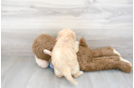 Meet Vuitton - our Cavapoo Puppy Photo 3/3 - Premier Pups