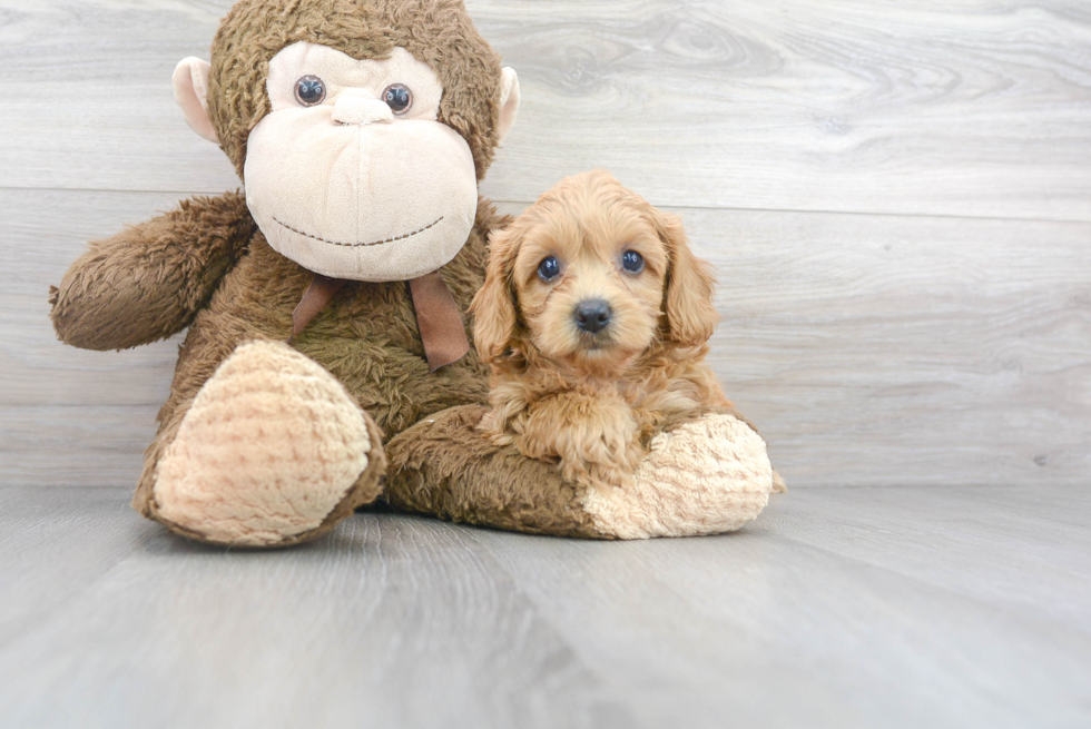 Meet Vuitton - our Cavapoo Puppy Photo 2/3 - Premier Pups