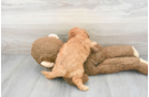 Meet Vuitton - our Cavapoo Puppy Photo 3/3 - Premier Pups