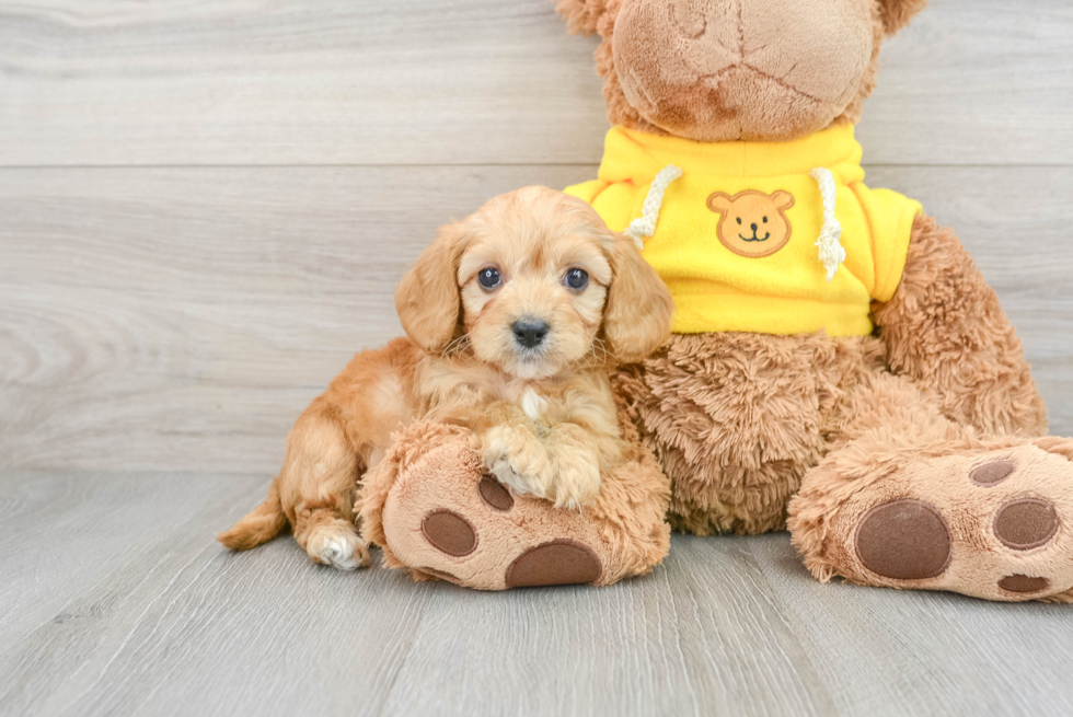 Playful Cavapoo Wade - Meet Today in Pilesgrove Nj: 3lb 11oz Doodle Puppy