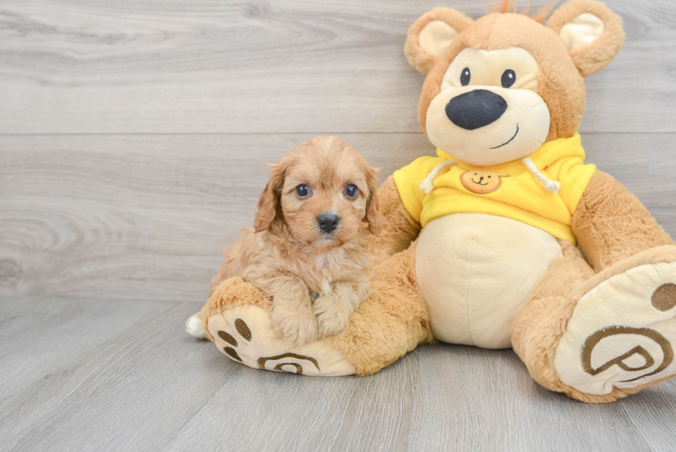 Fluffy Cavapoo Wade: 3lb 7oz Doodle Puppy