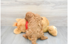 Cute Cavapoo Baby