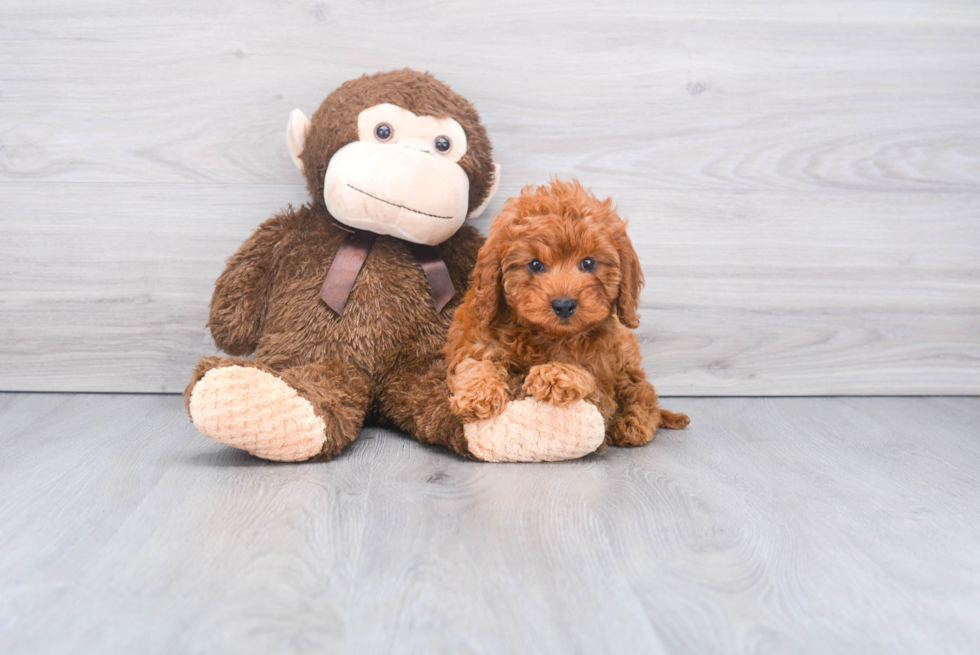 Meet Koby - our Cavapoo Puppy Photo 1/2 - Premier Pups
