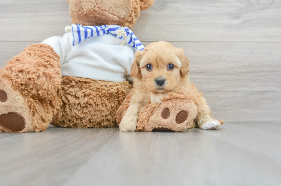 5 week old Cavapoo Puppy For Sale - Premier Pups