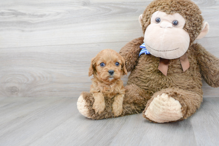 Meet Willow - our Cavapoo Puppy Photo 2/3 - Premier Pups