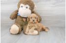 Meet Willow - our Cavapoo Puppy Photo 1/3 - Premier Pups
