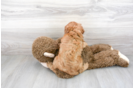 Meet Willow - our Cavapoo Puppy Photo 3/3 - Premier Pups