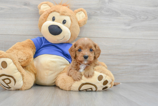 Cavapoo Puppy for Adoption