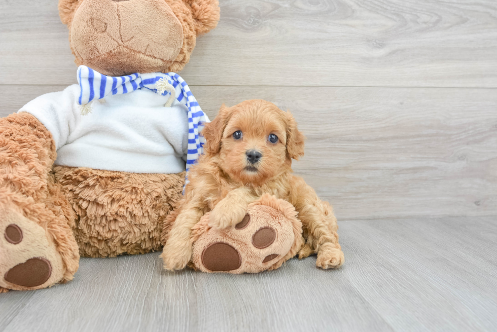 Happy Cavapoo Winnie: 4lb 9oz Doodle Puppy