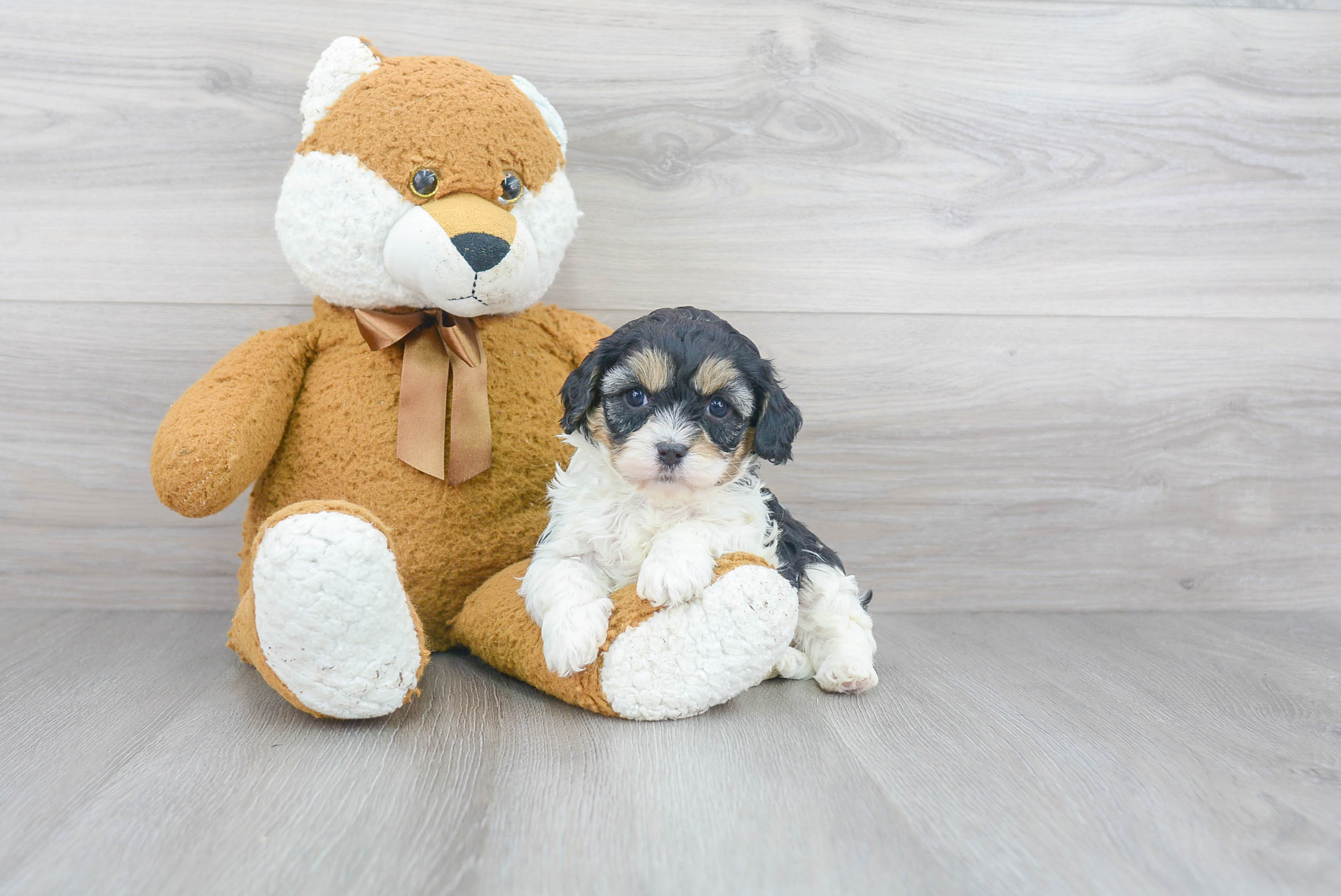 cavapoo teddy bear